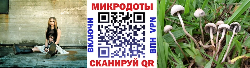 купить   Алатырь  Псилоцибиновые грибы Cubensis 